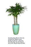 trucmay- Rhapis exelsa