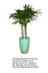 trucmay- Rhapis exelsa