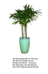 trucmay- Rhapis exelsa