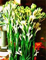  Tuberoses (Hoa Hue) Vietnam 10 stems