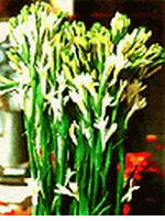  Tuberoses (Hoa Hue) Vietnam 10 stems