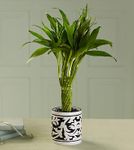Twisted Bamboo