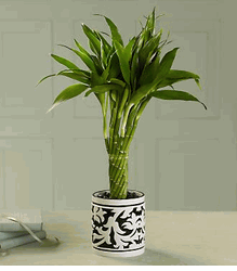 Twisted Bamboo