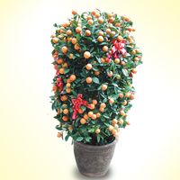 Two( 2) Kamquat -Four Season Regular size