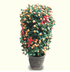 Two( 2) Kamquat -Four Season Regular size