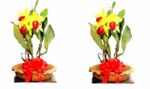 Two Cattleya Gold