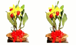Two Cattleya Gold