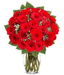 Two Dozen Premium Long Stem Red Roses