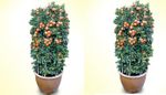 Two Kamquat - Four Season 