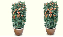 Two Kamquat - Four Season 