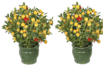 Two Kamquat - Four Season (Table) 