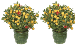 Two Kamquat - Four Season (Table) 