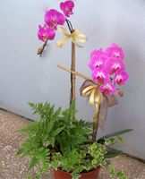 Two Sprays MINI Phalaenopsis 