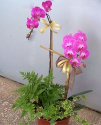 Two Sprays MINI Phalaenopsis 