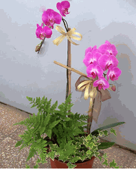 Two Sprays MINI Phalaenopsis 