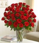 Valentine Four Dozen Roses -v