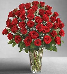 Ultimate Elegance Premium Long Stem Red Roses 