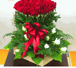 Valentine Rose 