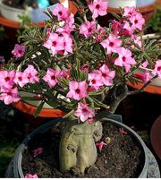 Valentine Pink 