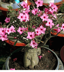 Valentine Pink 