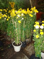 Van tho plants 2pots