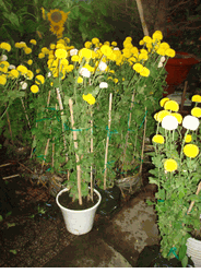 Van tho plants 2pots