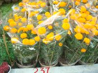 Van tho Yellow 2 pots