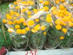 Van tho Yellow 2 pots