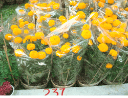 Van tho Yellow 2 pots