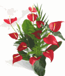 Vietnames Florist Garden Oaks Funeral Houston, Texas Flower delivery