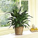 Vietnam Houston, TX  Florist Hoa Tuoi Nha Quang Chua Phat Quang Nghia Trang 
