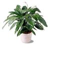 Vietnames Sunnyvale, Texas (TX)Saigon Florist, Flower Shop Hoa Funeral