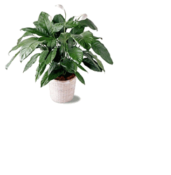Vietnames Sunnyvale, Texas (TX)Saigon Florist, Flower Shop Hoa Funeral