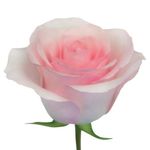 Vietnamese Arlington, Texas Florist, Flower Shop Funerals 