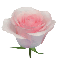 Vietnames Moore Funeral Home Arlington, TX Florist, Flower Deliver