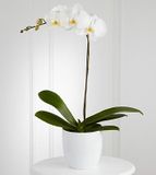 Vietnamese Boulder Florist Colorado(CO)