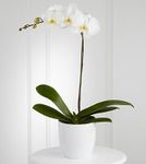 Vietnamese Boulder Florist Colorado(CO)