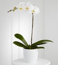 Vietnamese Boulder Florist Colorado(CO)