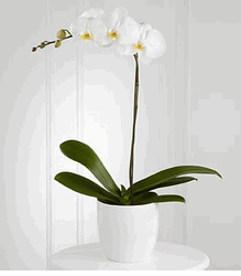 Vietnamese Boulder Florist Colorado(CO)