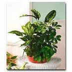 Vietnamese Danbury, CT Florist flower shop