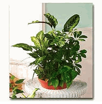 Vietnamese Danbury, CT Florist flower shop