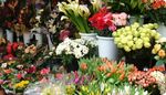 Vietnamese florist flower shop business directory in Houston