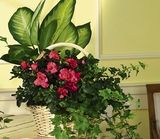 Vietnamese Florist Hines-Rinaldi Funeral Silver Spring, MD