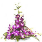 Violet orchids 