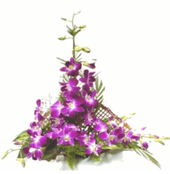 Violet orchids 