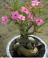 Vuong Nu adenium