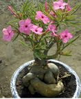 Vuong Nu adenium