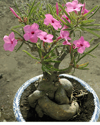 Vuong Nu adenium