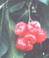 Water Apple, chom-phu-pa (M&#7853;n H&#7891;ng o) -  