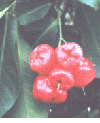 Water Apple, chom-phu-pa (Mận Hồng ��o) -  